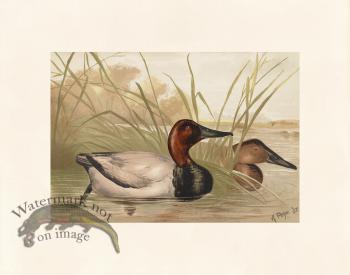 Pope 19 Canvas Back Duck